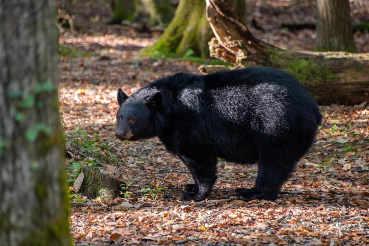 Friendly Bear Cabin ピジョンフォージ エクステリア 写真